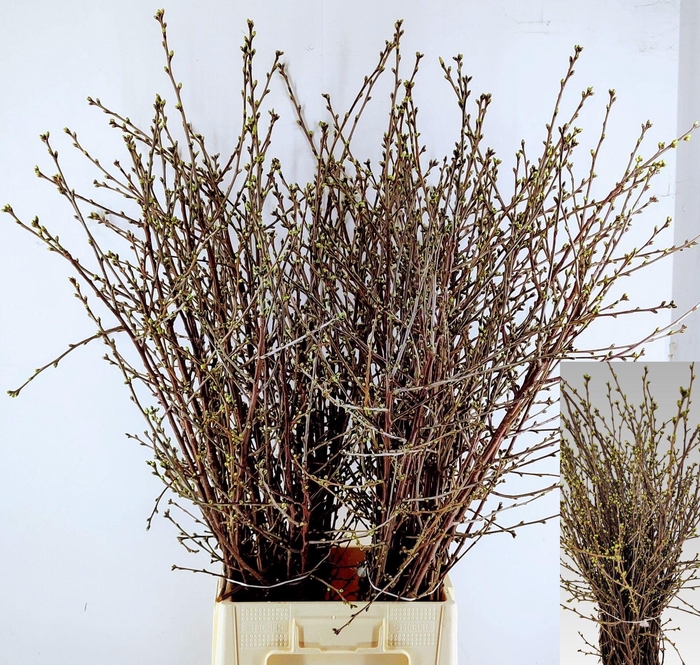 <h4>PRUNUS CE MOREL</h4>