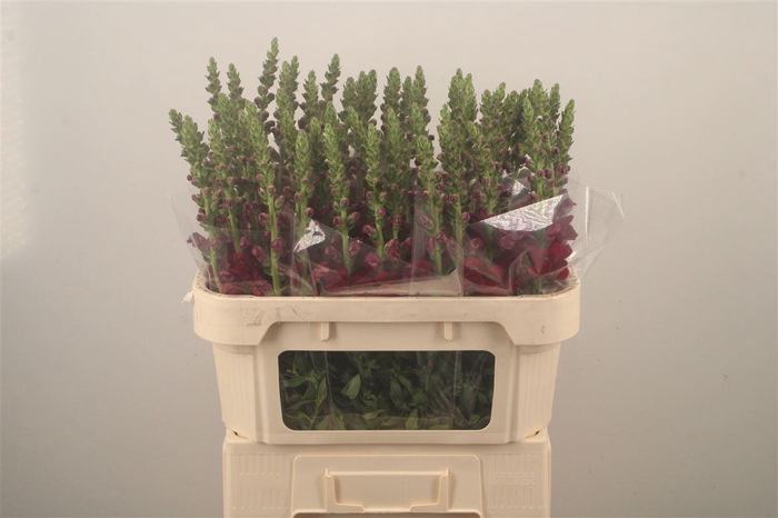 <h4>Antirrhinum Nl. Red Opus</h4>