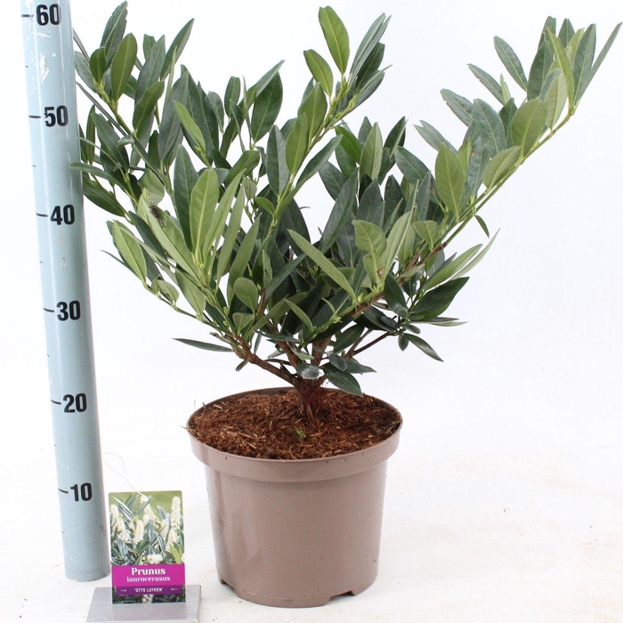 <h4>Prunus laur. 'Otto Luyken'</h4>