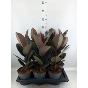 Ficus elastica 'Abidjan'