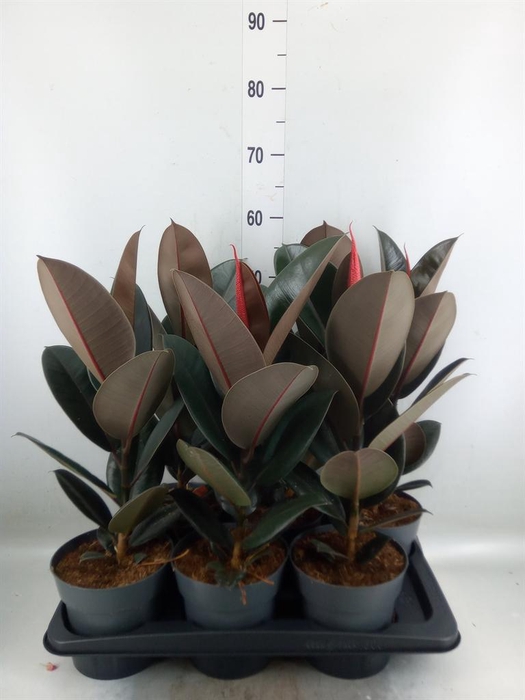 <h4>Ficus elastica 'Abidjan'</h4>