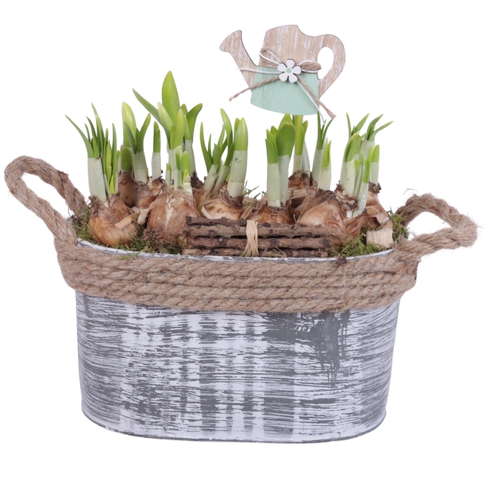 <h4>Bulbs Arr. Narcis Zinc Pot Oval Rope Ø23cm</h4>