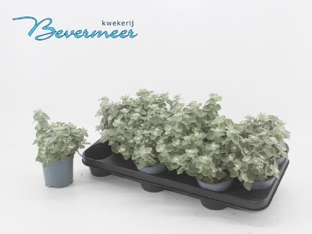 <h4>HELICH PETIOLARE</h4>