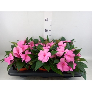 Impatiens NG 'ColPow Deep Pink'