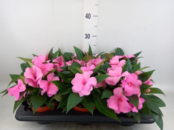 <h4>Impatiens NG 'ColPow Deep Pink'</h4>