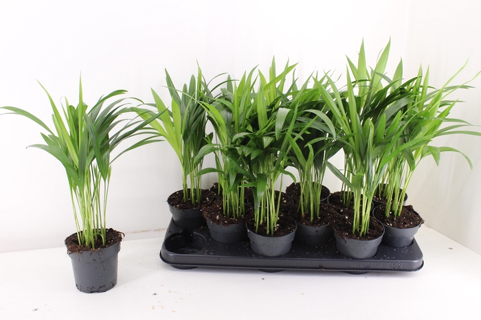 <h4>DYPSIS LUTESCENS</h4>