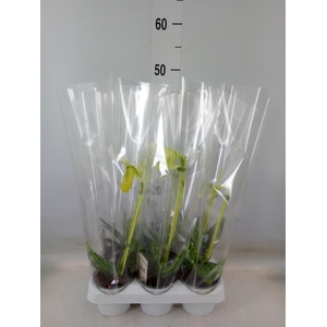 Paphiopedilum maudiae 'Femma'