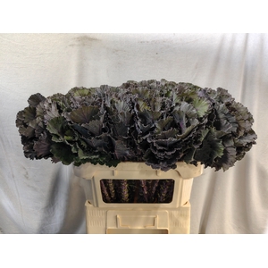 BRASS BLACK LEAF