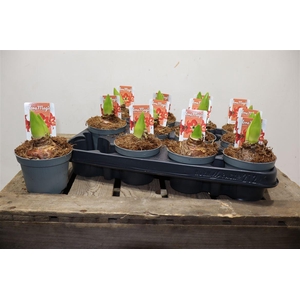 arr8 Hippeas Ov Rood Chr Star