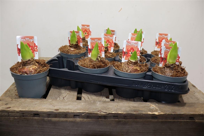 <h4>arr8 Hippeas Ov Rood Chr Star</h4>