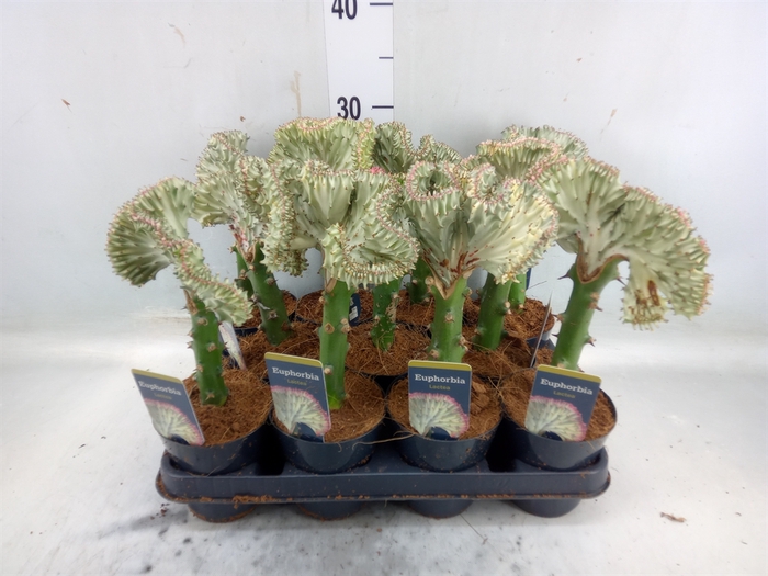 <h4>Euphorbia lactea 'Cristata'</h4>