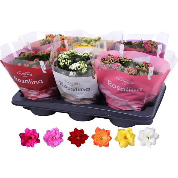 <h4>Kalanchoe Rosalina 15cm mix, TST hoes</h4>