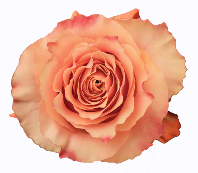 <h4>Rosa Premium Carpe Diem</h4>