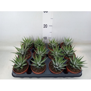 Haworthia fasciata 'Big Band'