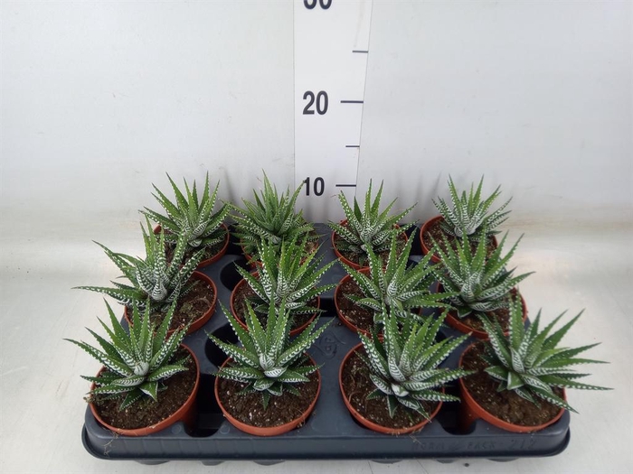 <h4>Haworthia fasciata 'Big Band'</h4>