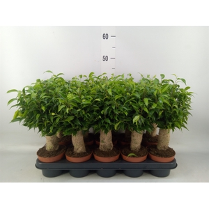 Ficus benja. 'Natasja'