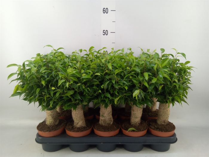 <h4>Ficus benja. 'Natasja'</h4>
