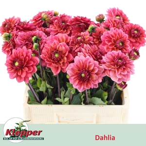 DAHL DEC SAL RUNNER