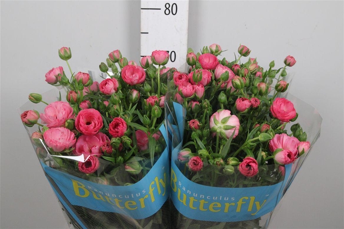 <h4>Ran Butterfly Venus</h4>