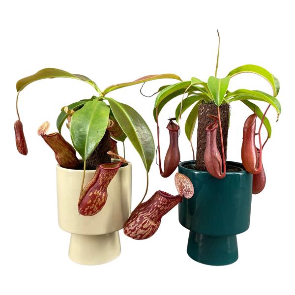 <h4>Nepenthes op stam in laluz pot creme en petrol</h4>