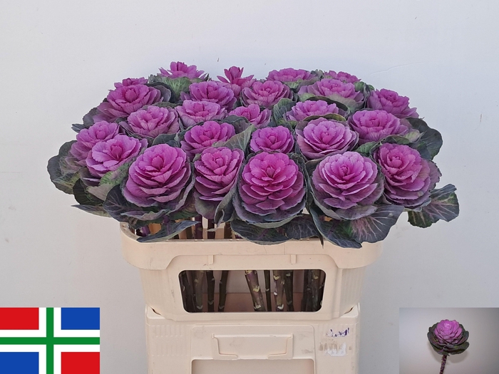 <h4>BRASS RED CRANE</h4>