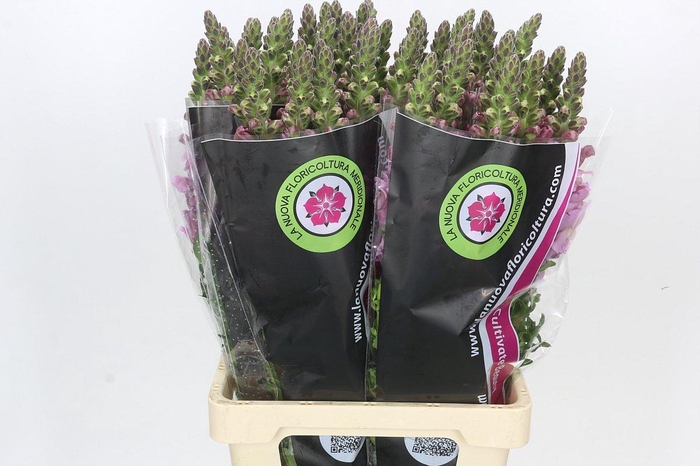 Antirrhinum Potomac Lavender