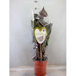 Anthurium andr. 'Beauty Black'