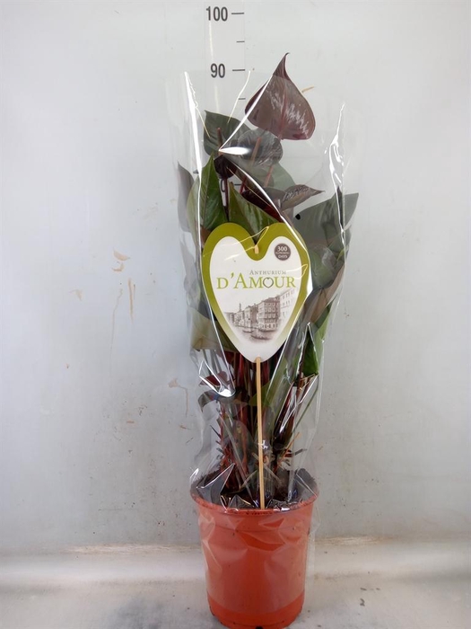 <h4>Anthurium andr. 'Beauty Black'</h4>