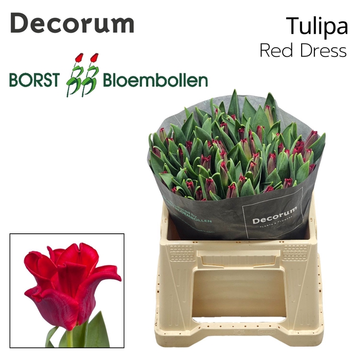 <h4>Tu Co Red Dress</h4>