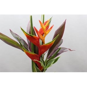 Heliconia Bqt Wara