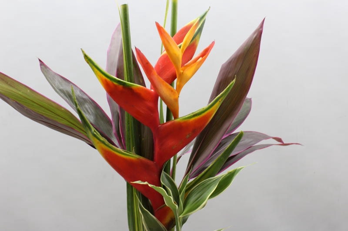 Heliconia Bqt Wara