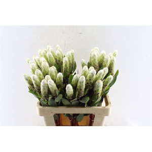 Protea Mundi White