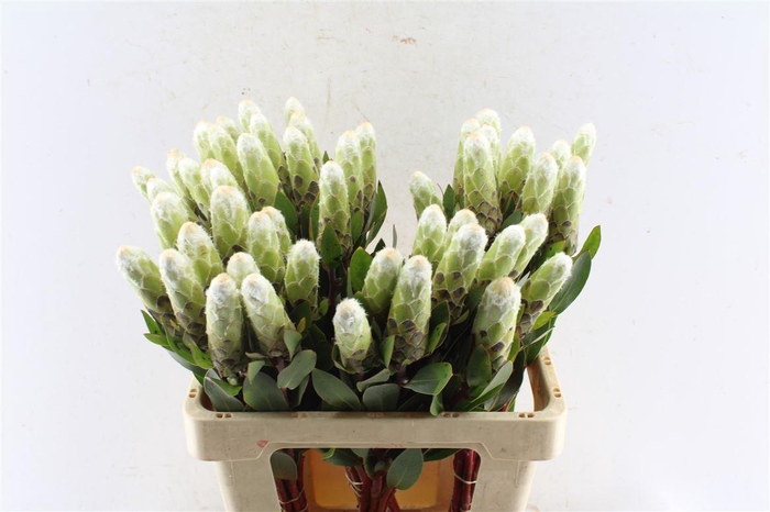 <h4>Protea Mundi White</h4>