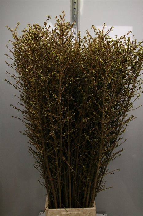 <h4>Forsy I Spectabilis</h4>