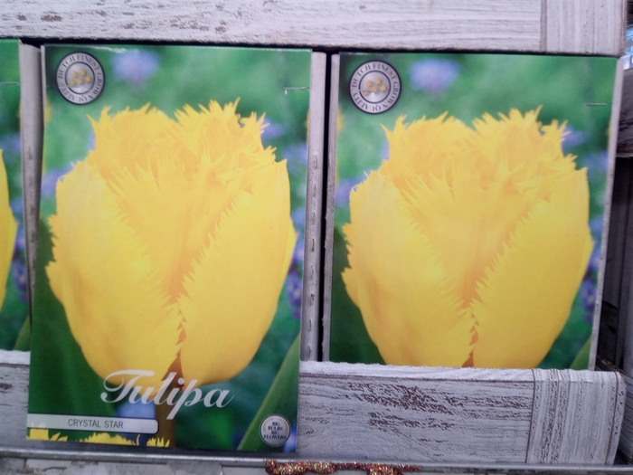 <h4>Tulipa   ...flowerbulbs</h4>