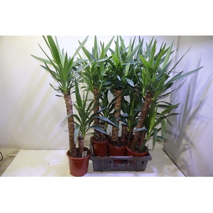Yucca