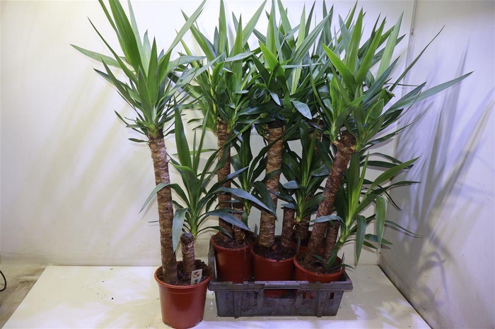 <h4>Yucca</h4>