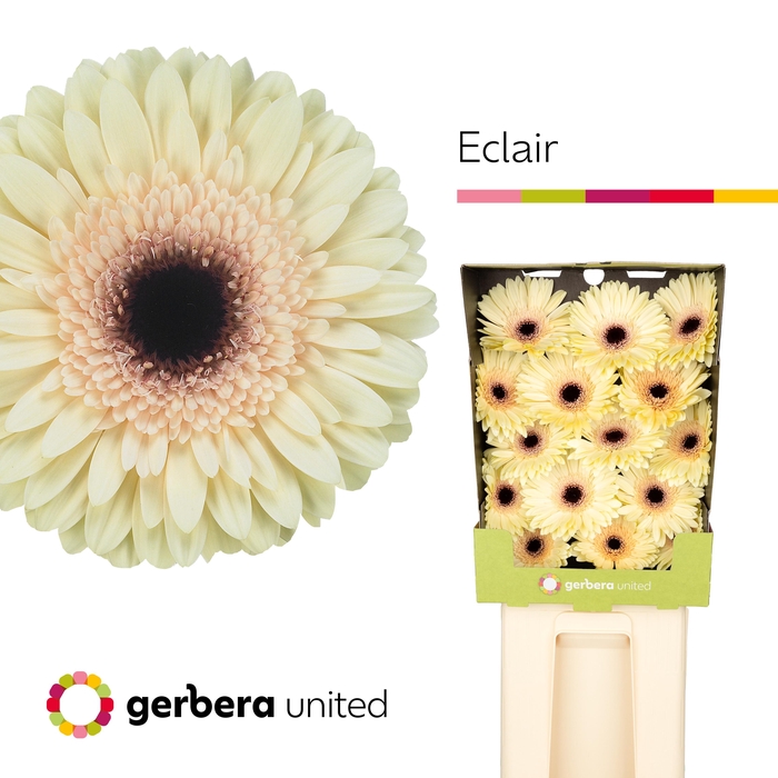 <h4>Ge Gr Eclair</h4>