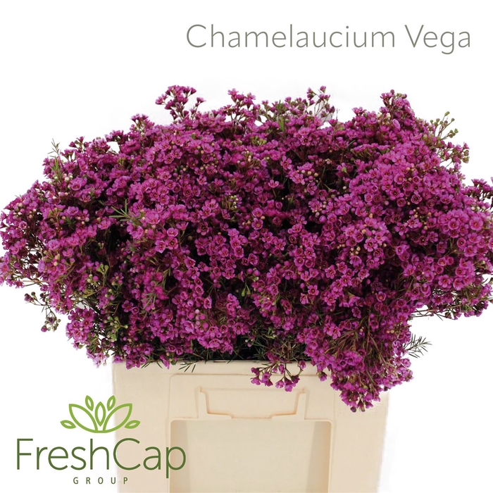 <h4>Chamelaucium Vega</h4>