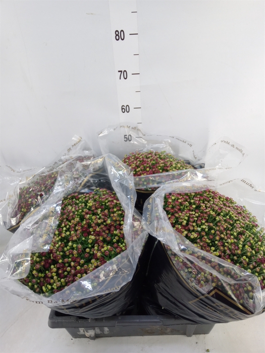 <h4>Chrysanthemum   ..</h4>