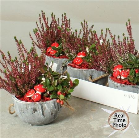 arr8 Arr Tuinplanten In Beton Bakje