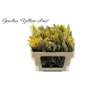 GREVI RO YELLOW AMIT