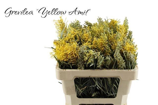 <h4>GREVI RO YELLOW AMIT</h4>