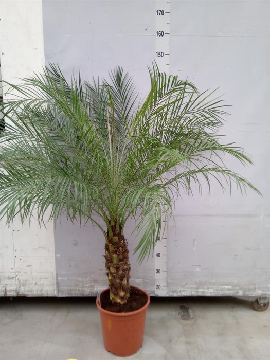 <h4>Phoenix roebelenii</h4>