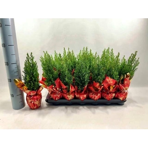 Chamaecyparis laws. 'Ellwoodii'