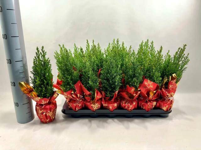 <h4>Chamaecyparis laws. 'Ellwoodii'</h4>