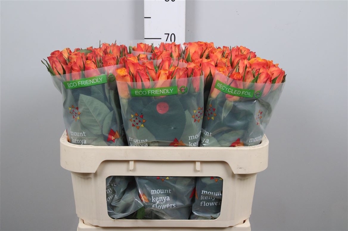 <h4>R Gr Confidential B1</h4>