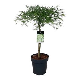 Acer pal. 'Dissectum'