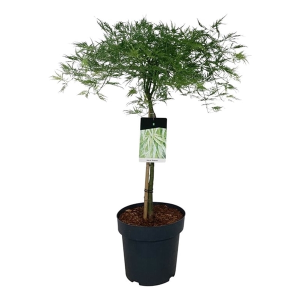 <h4>Acer pal. 'Dissectum'</h4>