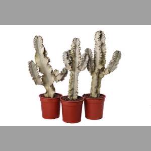 Euphorbia ingens